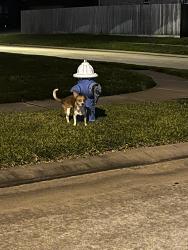 Found/Stray Unknown Dog last seen Milham, Harris County, TX 77388