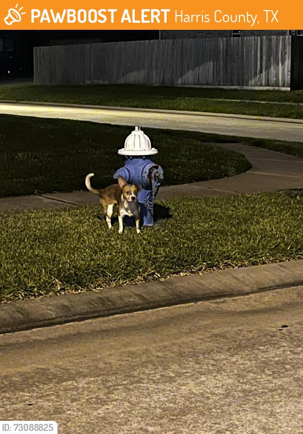 Found/Stray Unknown Dog last seen Milham, Harris County, TX 77388