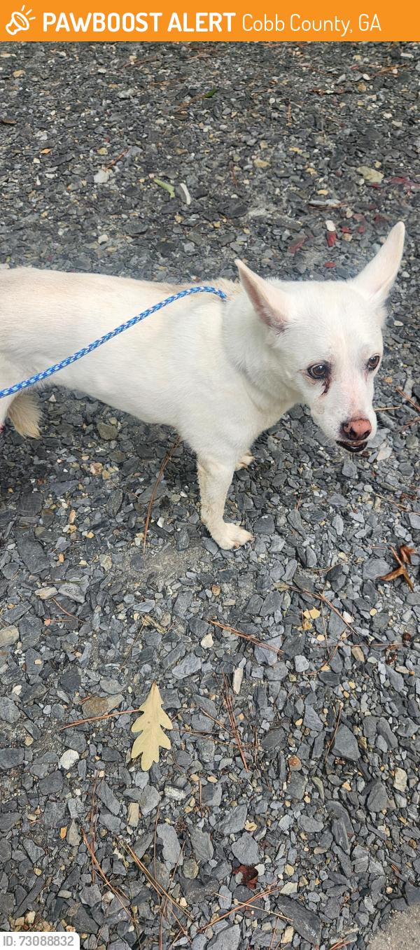 Found/Stray Unknown Dog last seen Friendship church road, Cobb County, GA 30064