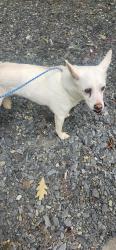 Found/Stray Unknown Dog last seen Friendship church road, Cobb County, GA 30064