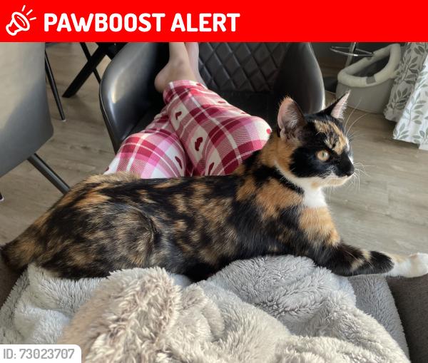 Lost Female Cat last seen Church Farm est Ripley Derbyshire DE5 3TT, Derbyshire, England DE5 3UT