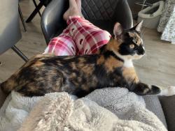 Lost Female Cat last seen Church Farm est Ripley Derbyshire DE5 3TT, Derbyshire, England DE5 3UT