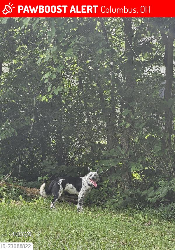 Lost Female Dog last seen Near south bound Dyer Rd, Columbus, OH 43123