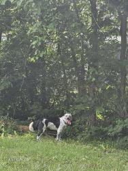 Lost Female Dog last seen Near south bound Dyer Rd, Columbus, OH 43123