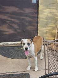 Reunited Female Dog last seen Near w Yuma st, Phoenix, AZ 85009
