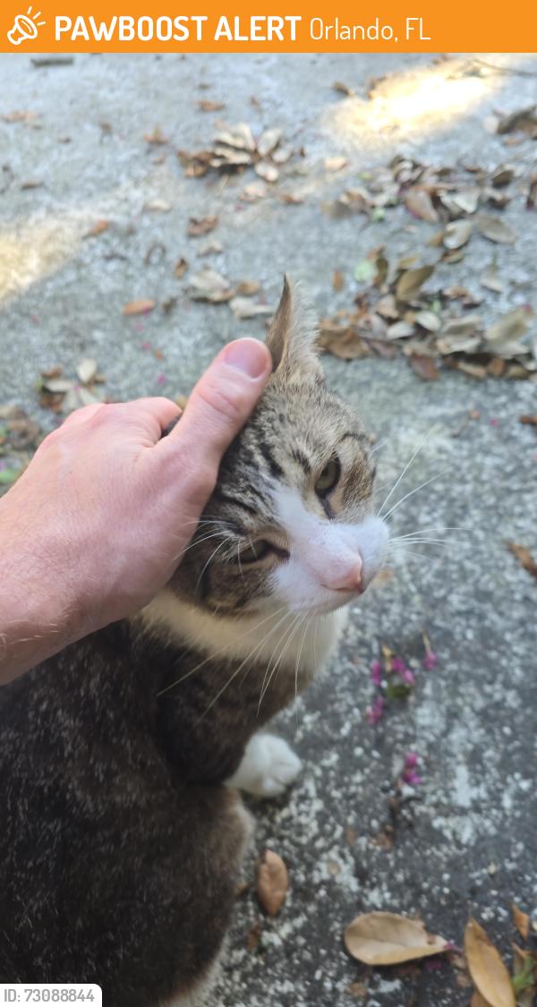 Found/Stray Unknown Cat last seen Michigan and Orange Avenue, Orlando, FL 32806