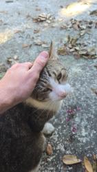 Found/Stray Unknown Cat last seen Michigan and Orange Avenue, Orlando, FL 32806