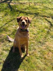 Reunited Male Dog last seen Bainbriok and 306, Chagrin Falls, OH 44023