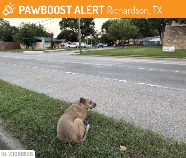 Found/Stray Unknown Dog last seen On Coit rd between southview an blossomheais laying in the center median.th, Richardson, TX 75080