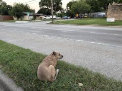 Found/Stray Unknown Dog last seen On Coit rd between southview an blossomheais laying in the center median.th, Richardson, TX 75080