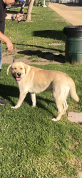 Lost Male Dog last seen Burlington Coat Factory, Pico Rivera, CA 90660