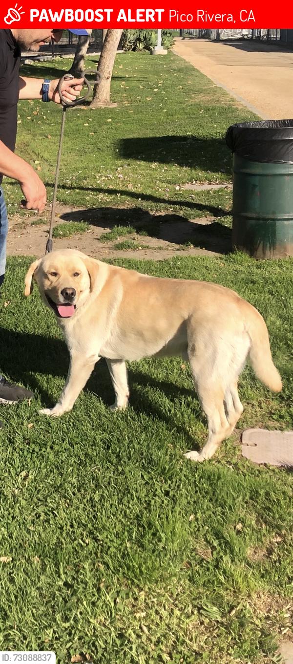Lost Male Dog last seen Burlington Coat Factory, Pico Rivera, CA 90660