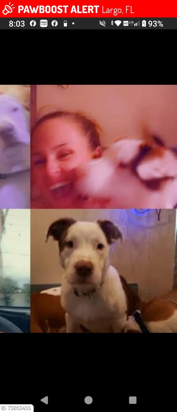 Lost Male Dog last seen 4th and Clearwater largo rd, Largo, FL 33764