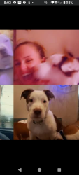 Lost Male Dog last seen 4th and Clearwater largo rd, Largo, FL 33764