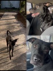 Lost Male Dog last seen Spurlock road Priice street, Nederland, TX 77627