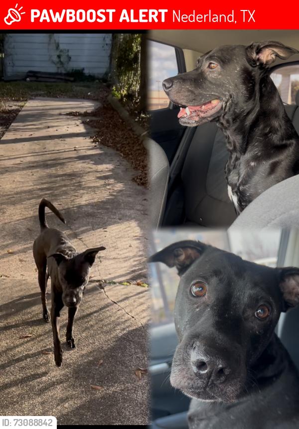 Lost Male Dog last seen Spurlock road Priice street, Nederland, TX 77627