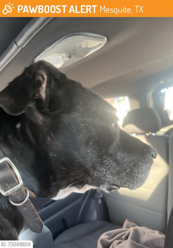 Found/Stray Male Dog last seen Oats rd. Waffle hse, Mesquite, TX 75149