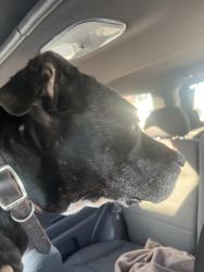 Found/Stray Male Dog last seen Oats rd. Waffle hse, Mesquite, TX 75149