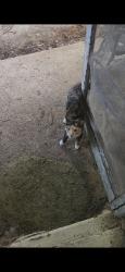 Found/Stray Female Cat last seen Millpoint & Brookhaven Mill, Greensboro, NC 27406