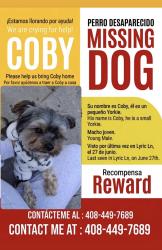 Lost Male Dog last seen Lyric ln, San Jose, CA 95111