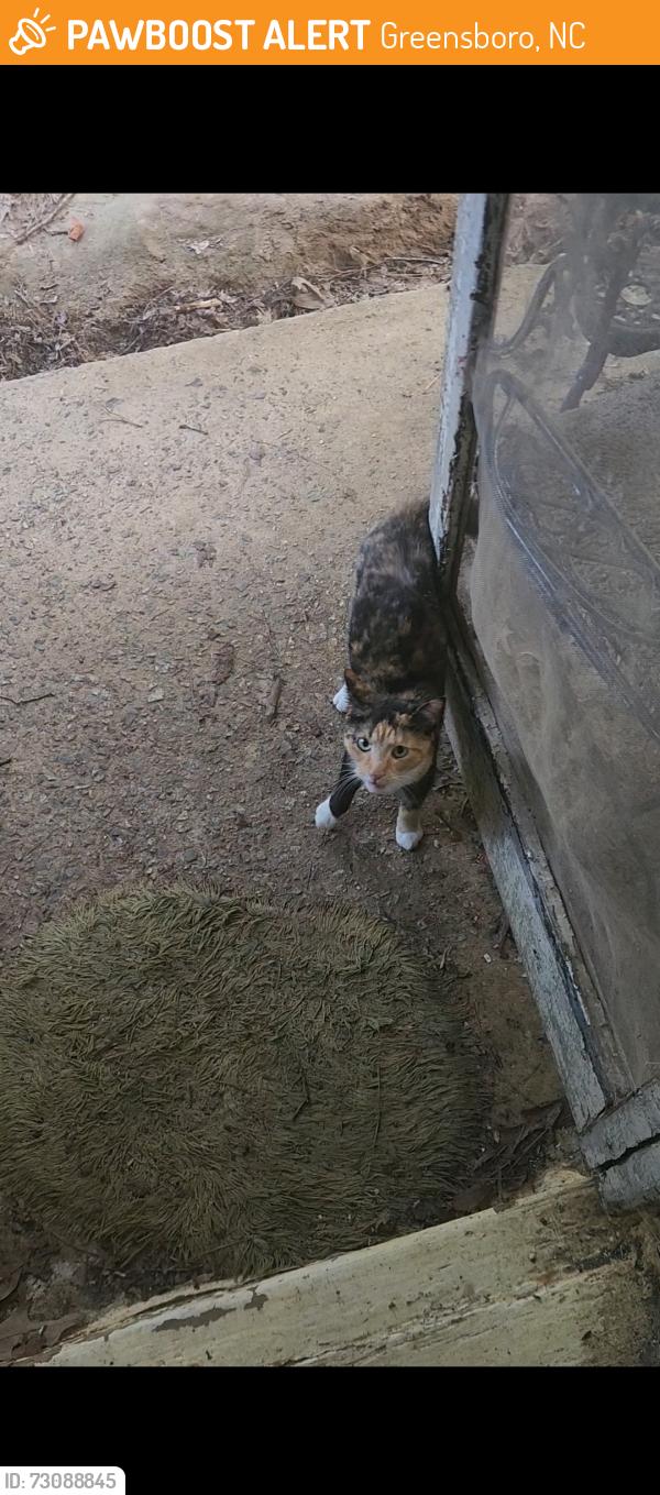 Found/Stray Female Cat last seen Millpoint & Brookhaven Mill, Greensboro, NC 27406