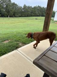 Found/Stray Female Dog last seen Near Flint Hill Rd Aragon GA, Aragon, GA 30104
