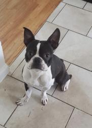 Lost Male Dog last seen Great neck rd, Amityville, NY 11701