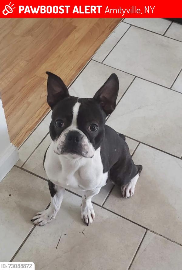 Lost Male Dog last seen Great neck rd, Amityville, NY 11701