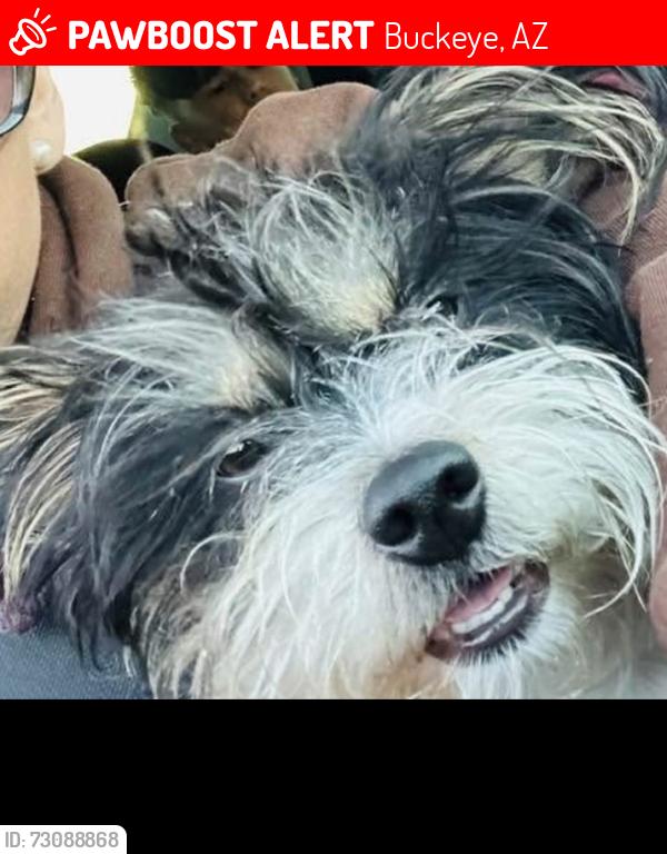 Lost Male Dog last seen Near w Jessica ln, Buckeye, AZ 85326