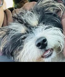 Lost Male Dog last seen Near w Jessica ln, Buckeye, AZ 85326