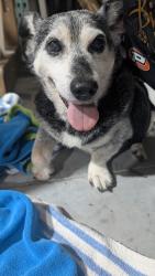 Reunited Male Dog last seen Bolton Ave & Memorial Dr, Englewood East, FL 33981