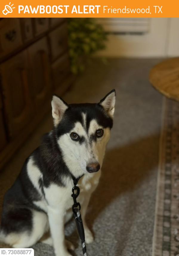 Found/Stray Female Dog last seen Falcon lake and Overlook Dr, Friendswood, TX 77546