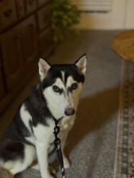 Found/Stray Female Dog last seen Falcon lake and Overlook Dr, Friendswood, TX 77546