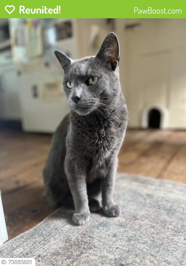 Reunited Male Cat last seen Near Kimberton Waldorf school , Phoenixville, PA 19460