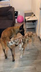 Reunited Male Dog last seen Near Bay Ave SE, Lakeland, FL 33812, USA, Lakeland, FL 33812