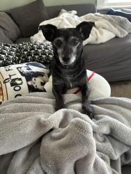 Lost Female Dog last seen Near Cleveland Ave, Hamilton, OH 45013