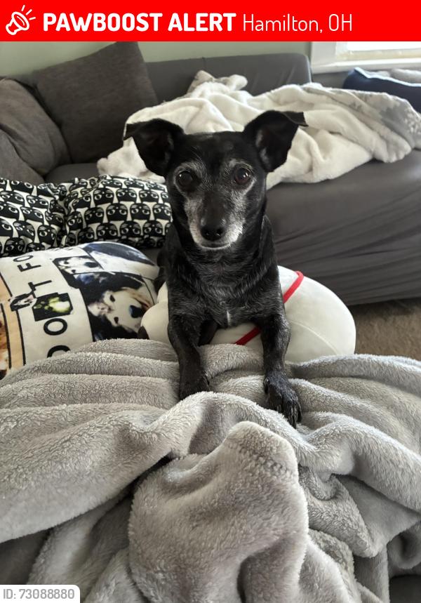 Lost Female Dog last seen Near Cleveland Ave, Hamilton, OH 45013