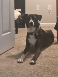 Lost Male Dog last seen McConnell and East market, Greensboro, NC 27401