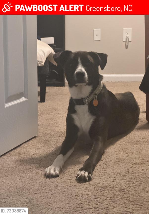 Lost Male Dog last seen McConnell and East market, Greensboro, NC 27401
