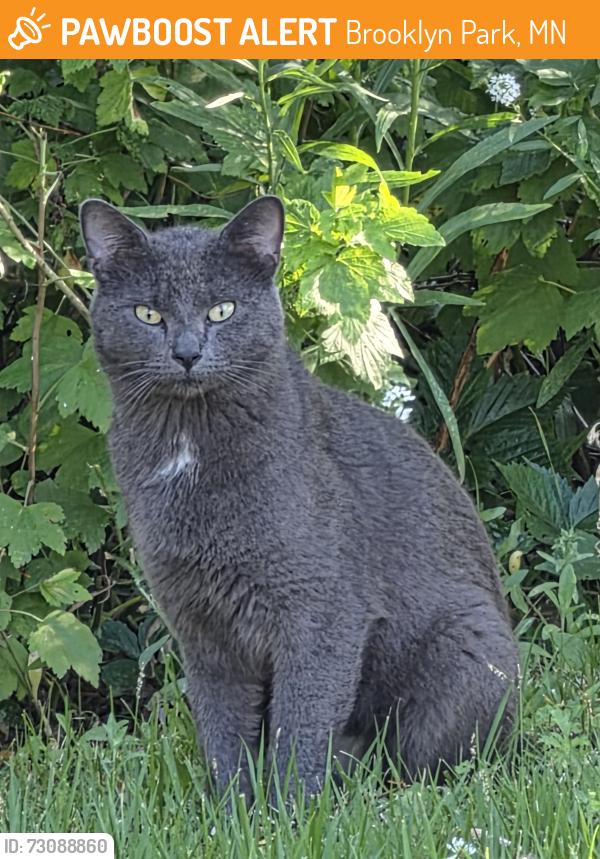 Found/Stray Unknown Cat last seen Yates Bay Ct, end of the dead end, Brooklyn Park, MN 55443