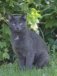 Found/Stray Unknown Cat last seen Yates Bay Ct, end of the dead end, Brooklyn Park, MN 55443
