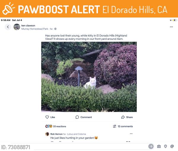 Found/Stray Female Cat last seen Morning view, El Dorado Hills, CA 95762