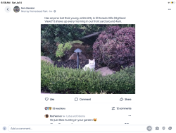Found/Stray Female Cat last seen Morning view, El Dorado Hills, CA 95762