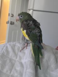 Lost Unknown Bird last seen Castle Hill and Gleason Ave , The Bronx, NY 10462