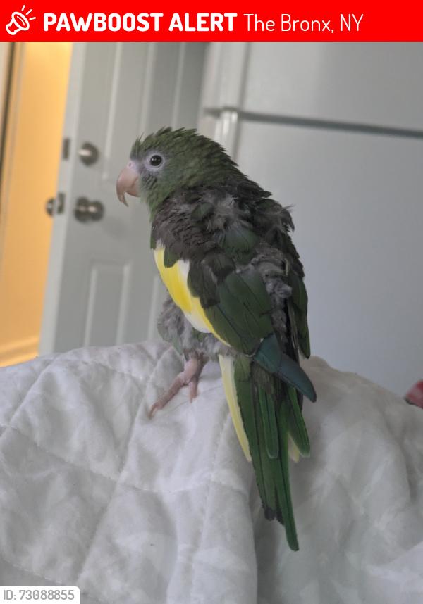 Lost Unknown Bird last seen Castle Hill and Gleason Ave , The Bronx, NY 10462