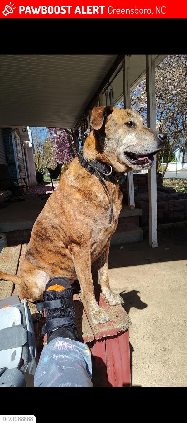 Lost Female Dog last seen Glennwood/Garrett and Freemanmill Road, Greensboro, NC 27406