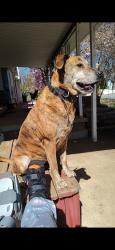 Lost Female Dog last seen Glennwood/Garrett and Freemanmill Road, Greensboro, NC 27406