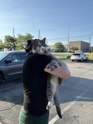 Found/Stray Unknown Cat last seen Pana Donuts on county line, Indianapolis, IN 46217