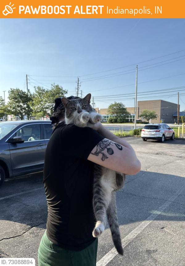 Found/Stray Unknown Cat last seen Pana Donuts on county line, Indianapolis, IN 46217