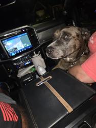 Found/Stray Male Dog last seen New roundabout, Paulding County, GA 30134